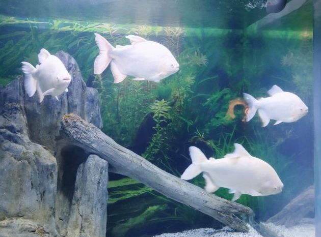 常州金鹰海洋世界门票,常州海洋金鹰海洋世界