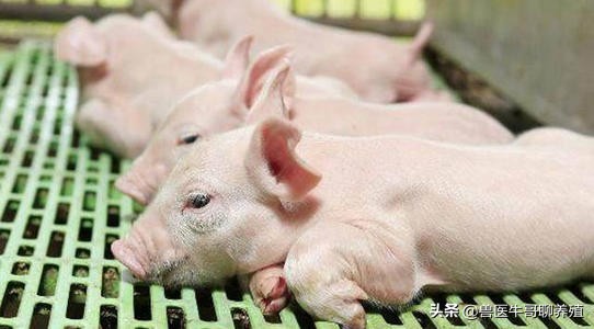 哺乳仔猪呕吐豆腐渣样不拉稀,哺乳母猪呕吐仔猪腹泻