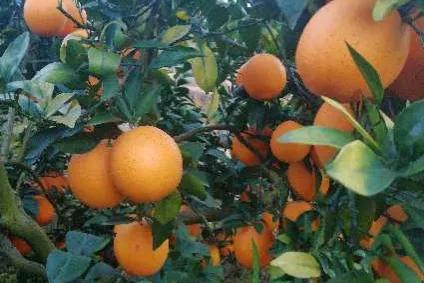 哪个地方出产的橙子最好吃,现在哪里的橙子最好吃