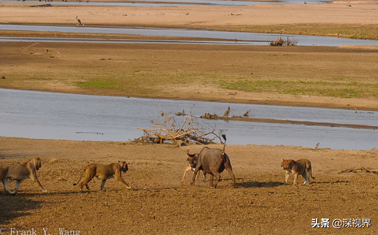 老虎对战狮子老虎更厉害吗,森林之王是老虎还是狮子童话故事