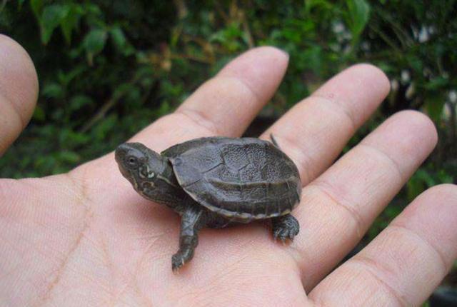 中华草龟该怎么养,养中华草龟成本和利润