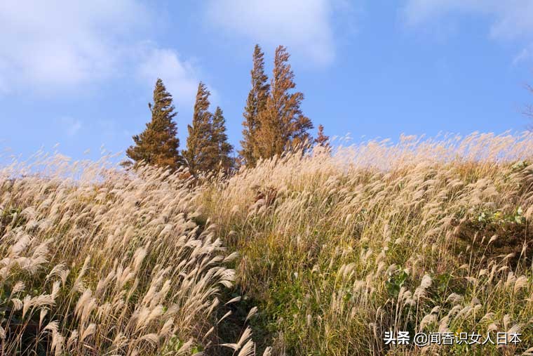 黄金色的芒草，让秋天多了份文艺的风情，日本国内最美芒草名所