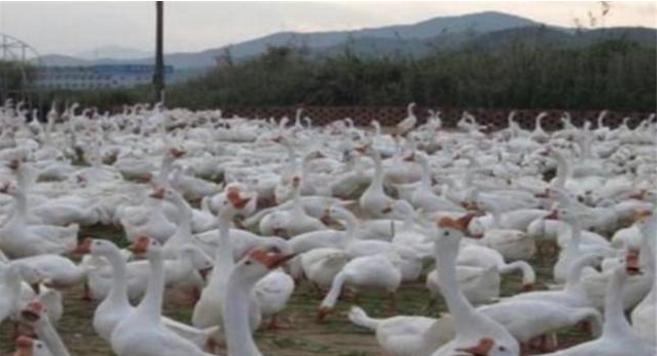 天气热鸭苗怎么办,冬天小鸭苗怎么养成活率最高