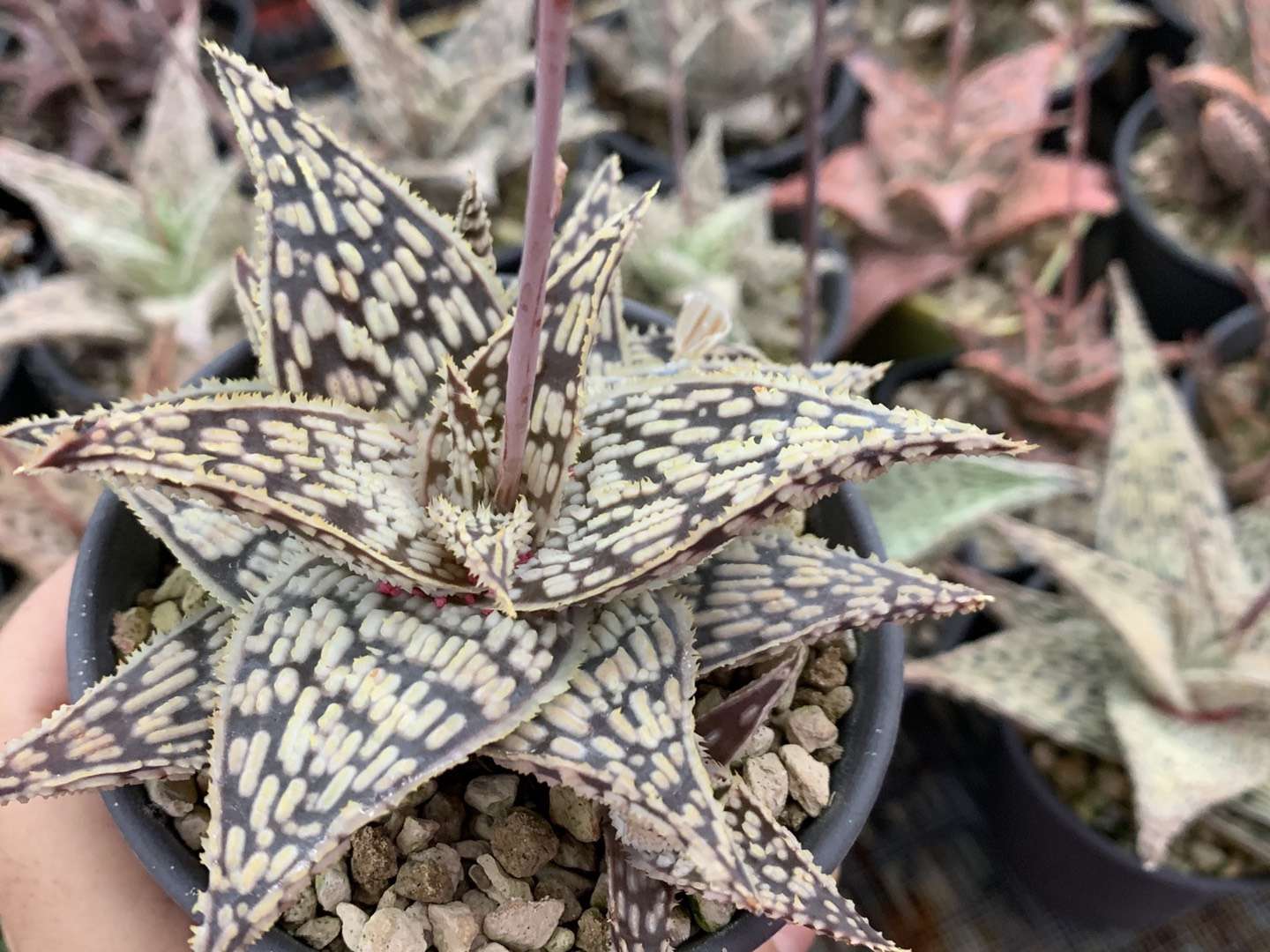 园艺观赏芦荟,园艺芦荟图鉴说明