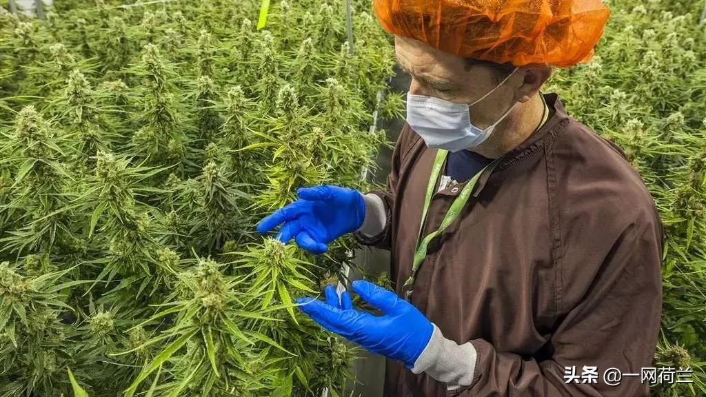 荷兰警察代表团访加取经：*麻大**种植和使用合法化不会减少*品毒**犯罪