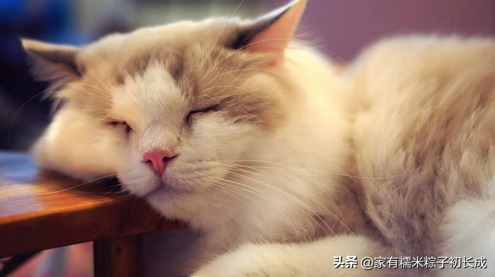 家里母猫正在生幼崽怎么处理,如何在家都能判断母猫是否怀孕