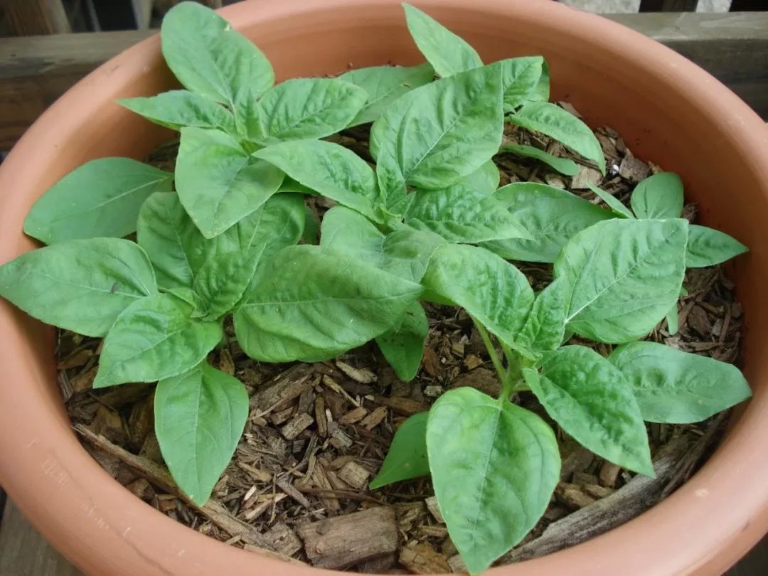 向日葵盆栽种植要晒太阳吗,向日葵盆栽能养几年