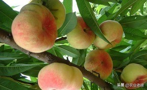 油蟠桃裂果流胶是什么原因,什么样的蟠桃裂果不能留