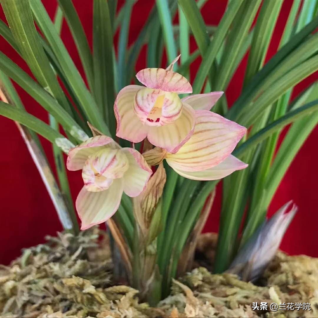 兰花莲瓣兰花好月圆,兰花鉴赏莲瓣兰五朵金花