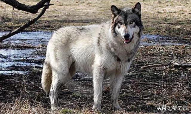 如果在野外遇到狼该如何自救,如果一个人走夜路害怕咋办