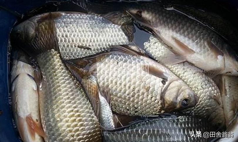 冬季海竿串钩钓鲫鱼用什么钩好,冬季海竿串钩钓鲫鱼不上鱼的原因