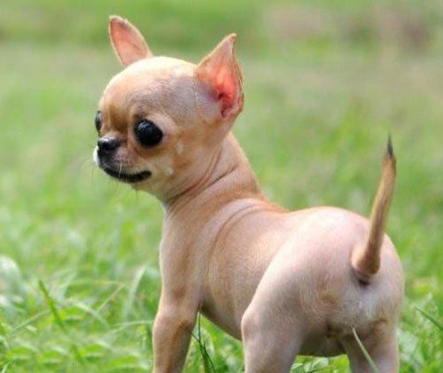 不掉毛无体味性格温顺的小型犬,宠物狗大全表