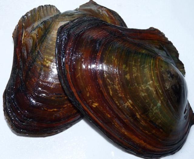 想在原生缸里放河蚌需要怎么处理,野生鱼它是如何繁殖的