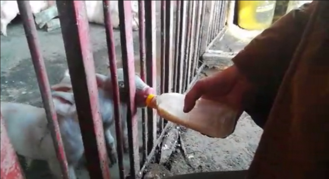 仔猪夏季腹泻,仔猪高烧拉稀怎么办