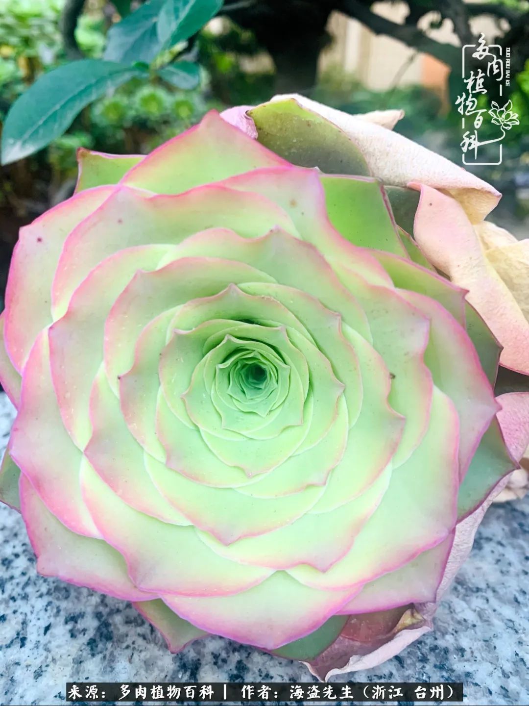 山地玫瑰养护顺口溜,山地玫瑰的养护种植注意事项视频