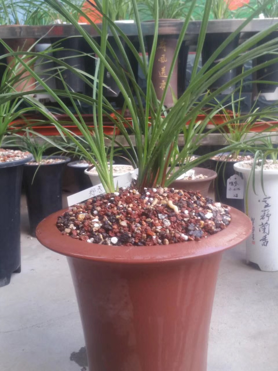 修剪了烂根的兰花怎么上盆和浇水,烂根兰花水培生根后怎么上盆