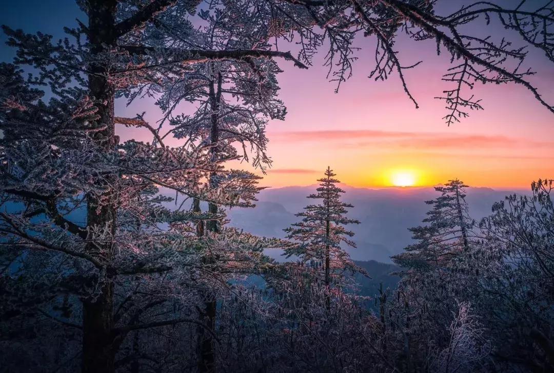 万亩杜鹃花开！邂逅野生水鹿，观云海住树屋，成都自驾3.5h就到！