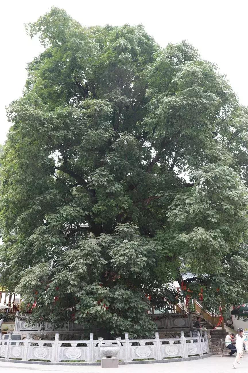 洛阳周边竟藏了个“北国小江南”！山水俱佳，堪称世外仙境