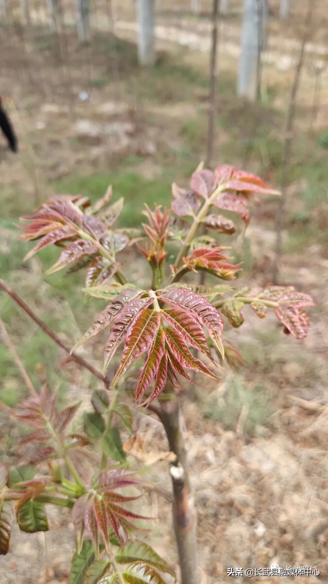 香椿炒鸡蛋的营养价值,冻过的香椿怎样炒鸡蛋