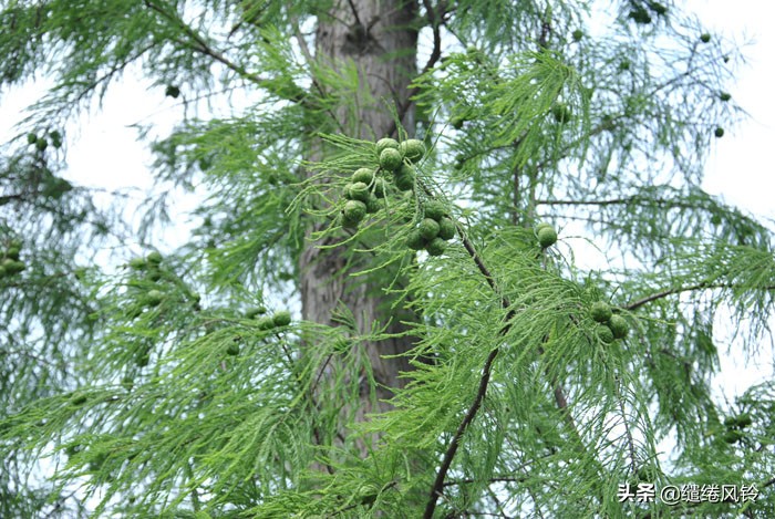 珠海竹洲水松林，意外发现的珠中江“SB”界碑，究竟作何解释？