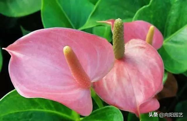 家里养的红掌突然蔫了怎么办,红掌叶子蔫了焦边干枯是怎么回事