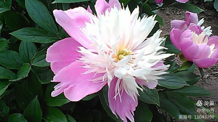 上海中山公园公寓,上海中山公园游玩攻略