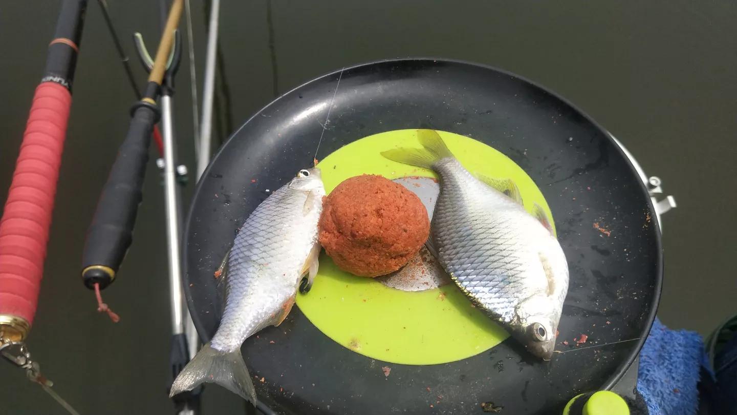 形似鳊鱼但比鳊鱼细长,形似鳊鱼的海鱼