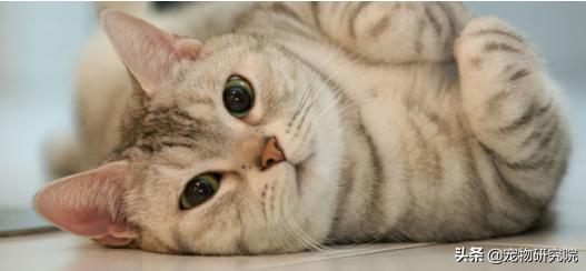 如果猫咪有以下五种症状，说明她到了发情期，请提前做好准备