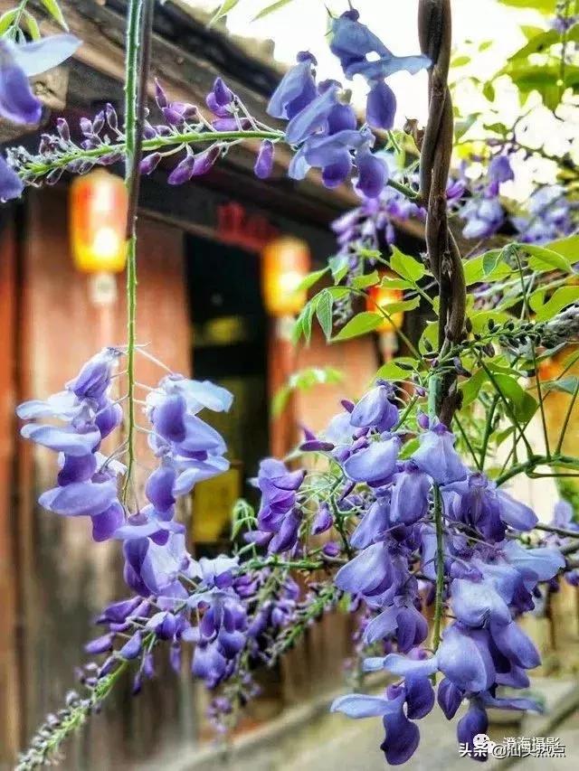 潮汕阿舅全部视频,潮汕网红澄海