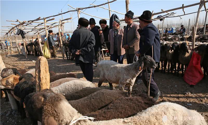 550只羊遭雷击死亡是真的吗,格鲁吉亚遭遇雷击羊离奇死亡