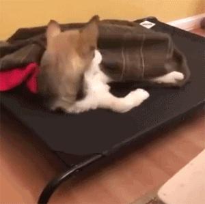 为什么狗狗不喜欢洗澡但喜欢游泳,为什么狗狗不喜欢吃狗粮喜欢吃肉