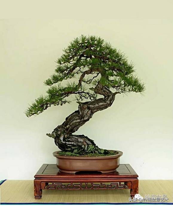 盆景结顶的形式,最好的盆景结顶方法