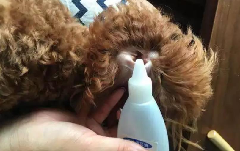 泰迪治疗耳螨多少钱,怎样治疗泰迪狗狗的耳螨