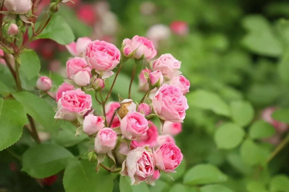 封闭阳台养哪些藤本月季,可以牵引做拱门的月季有哪些品种