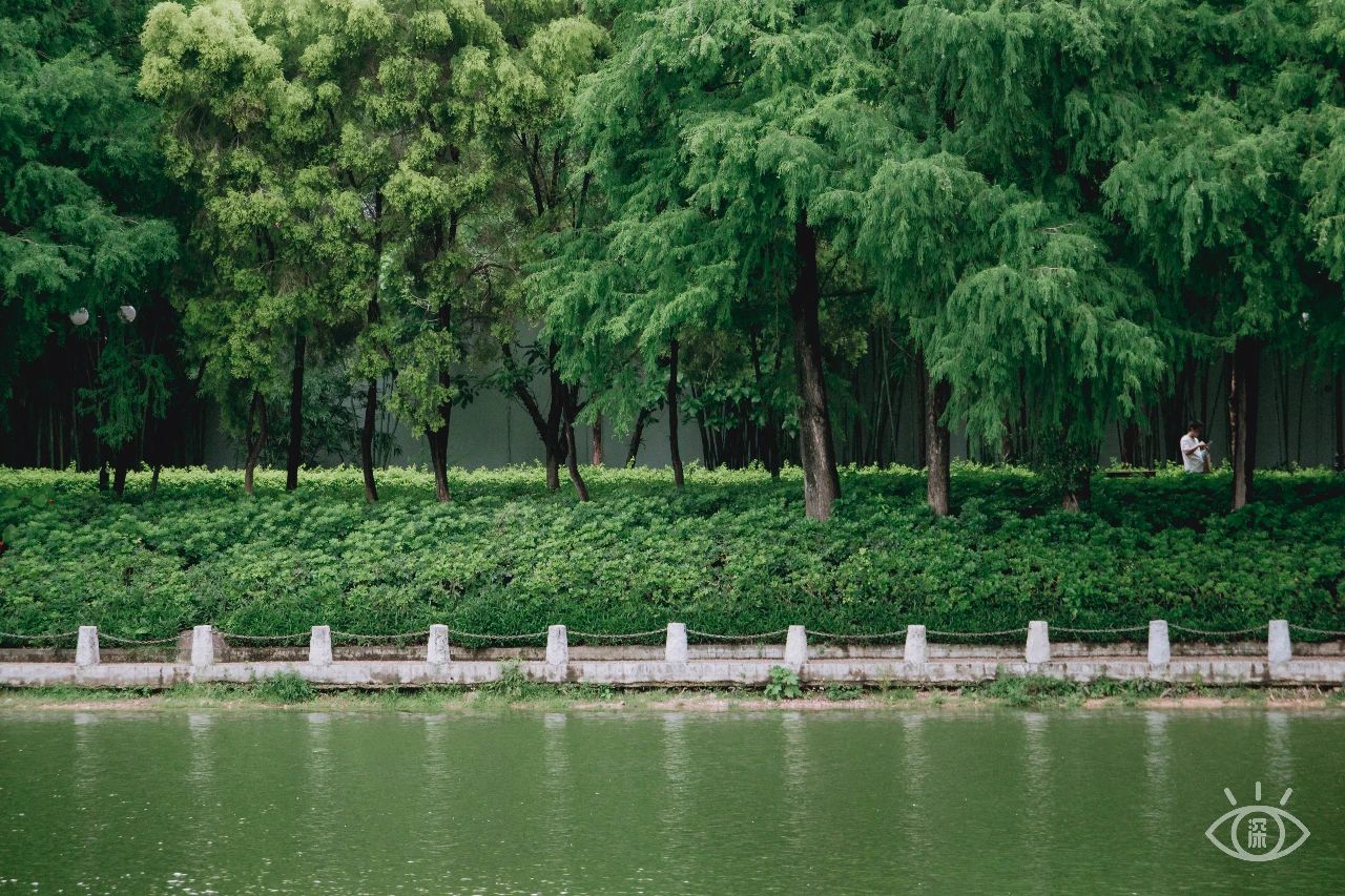 深圳洪湖公园7月18号还有荷花吗,深圳洪湖公园现在有荷花开吗