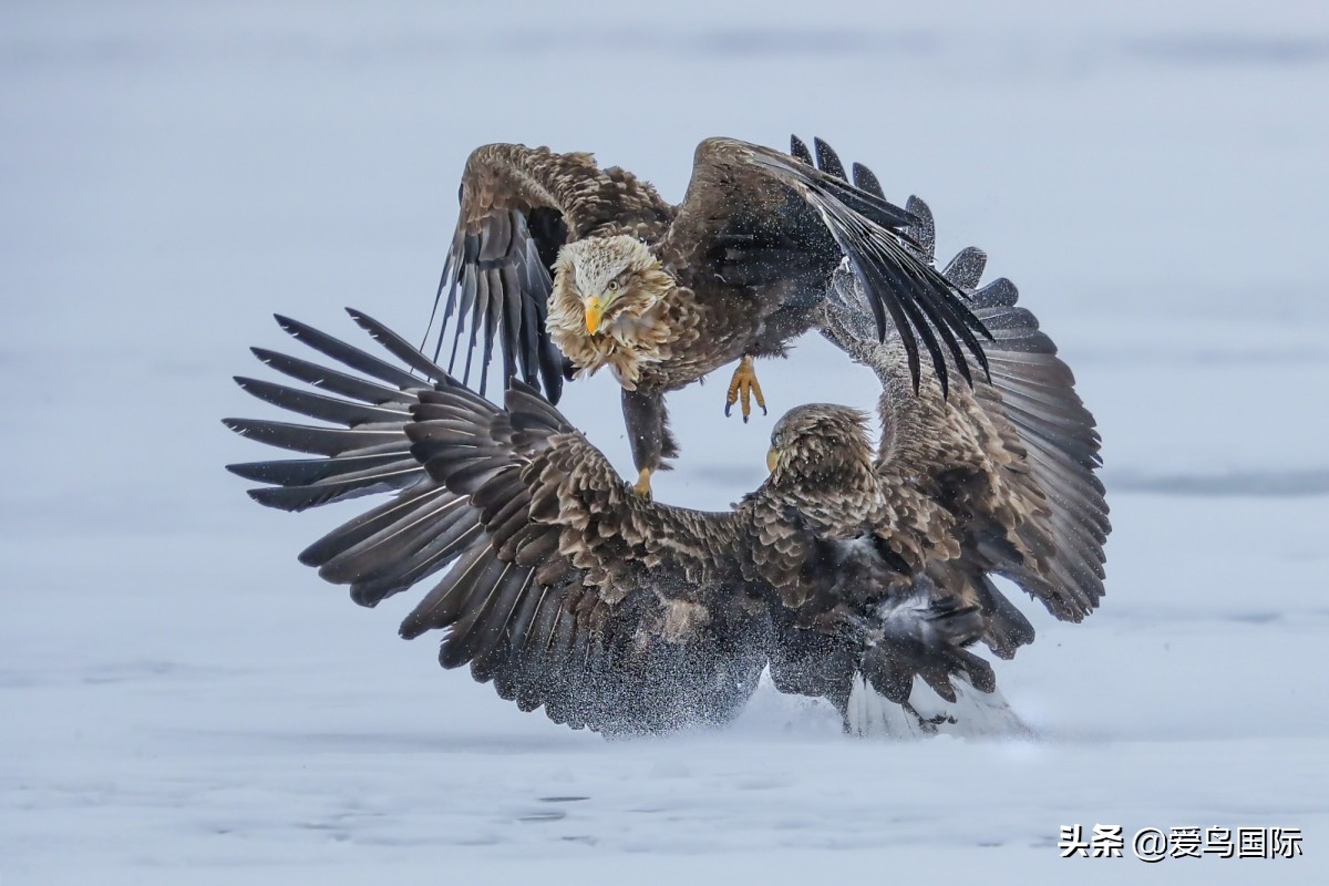 2020观鸟,观鸟大年影片