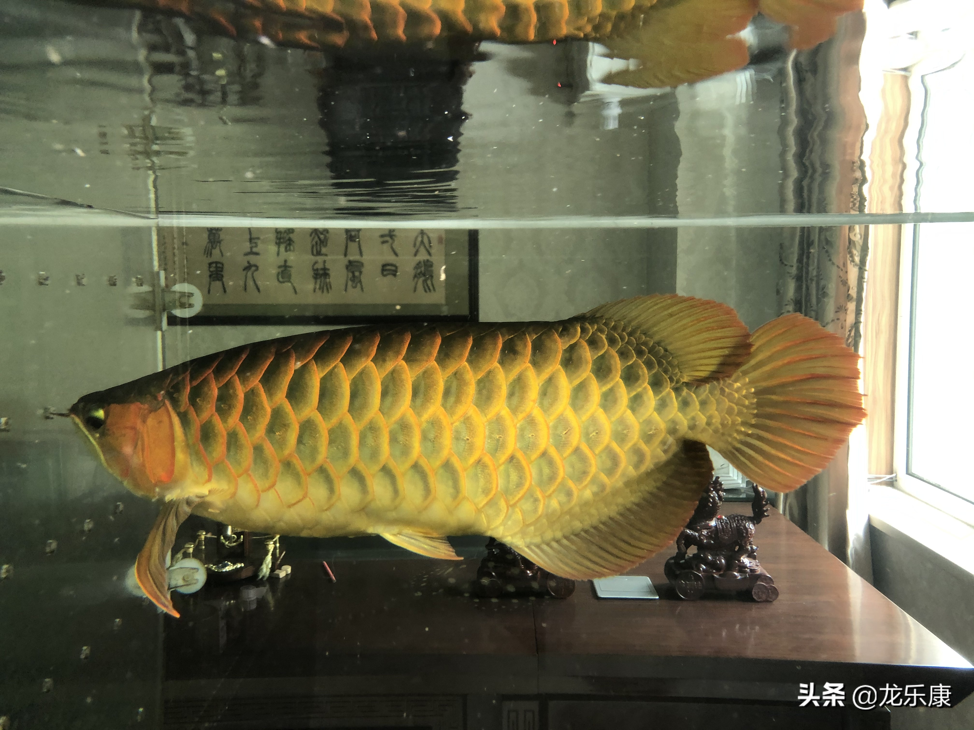 龙鱼沉尾怎么回事,龙鱼一开灯就喜欢咬尾