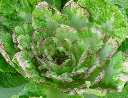 大棚大白菜水肥管理药,大棚大白菜蔬菜种植的技术与管理