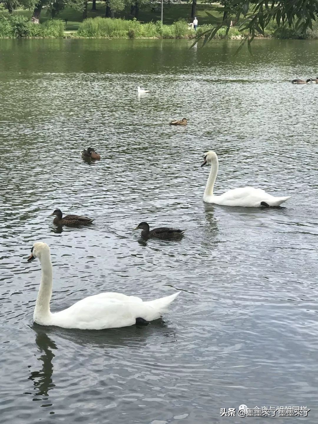 加拿大人慢节奏,加拿大人的日常生活