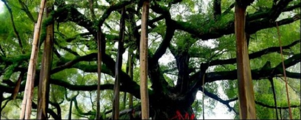 榕树盆景施什么肥料最好,榕树肥料配方大全