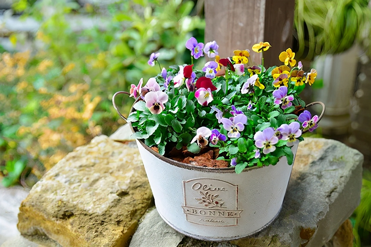 角堇和皱边角堇哪个花大,皱边角堇和穗边角堇的区别