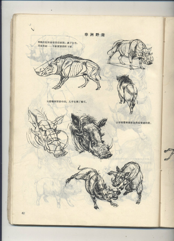 一百幅动物素描,近百幅动物画