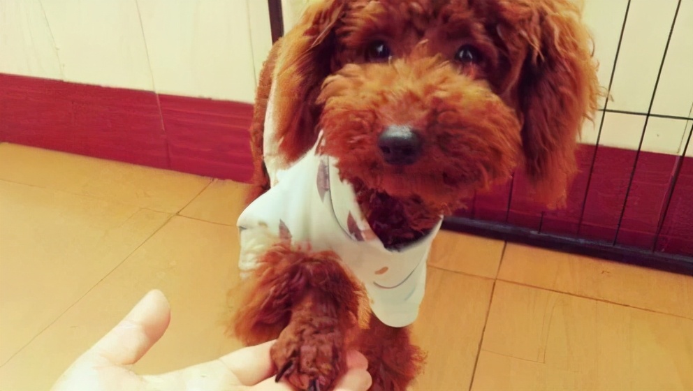 公泰迪为什么变得脾气暴躁爱咬人,泰迪有点咬人