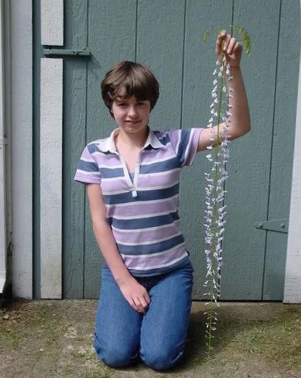 紫藤中最有名的品种叫什么名字,非常好种不需要太阳的紫藤品种