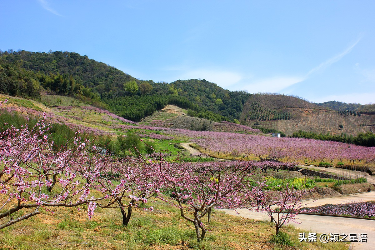 天下第一桃花源风景区,天下第一桃园图片