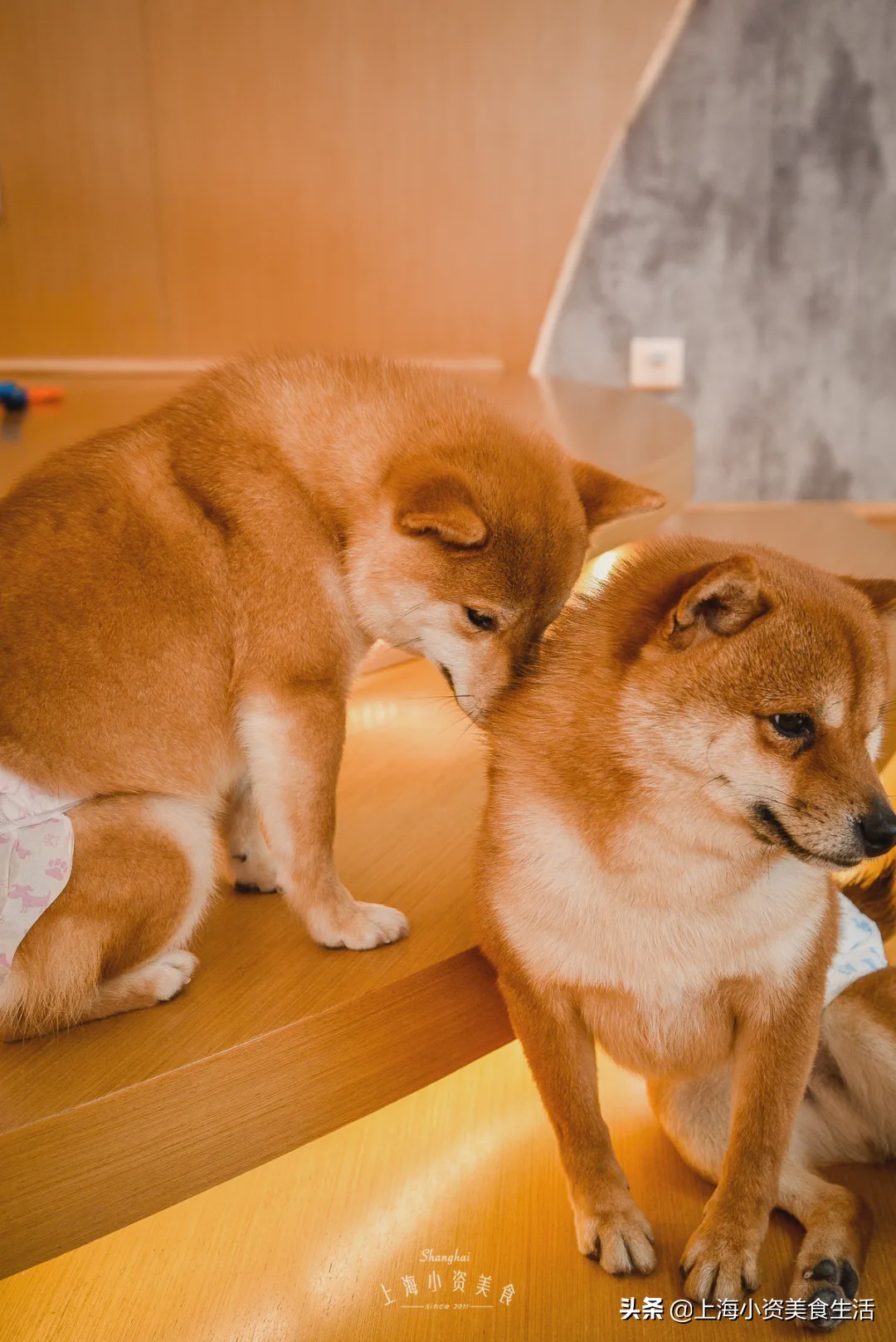 豆柴犬幼犬直播,豆柴是一只非常可爱的小狗