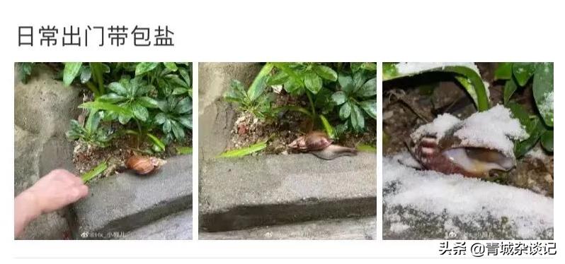 非洲蜗牛足有2斤重，入侵我国多年，云南河口被迫更换蔬菜品类
