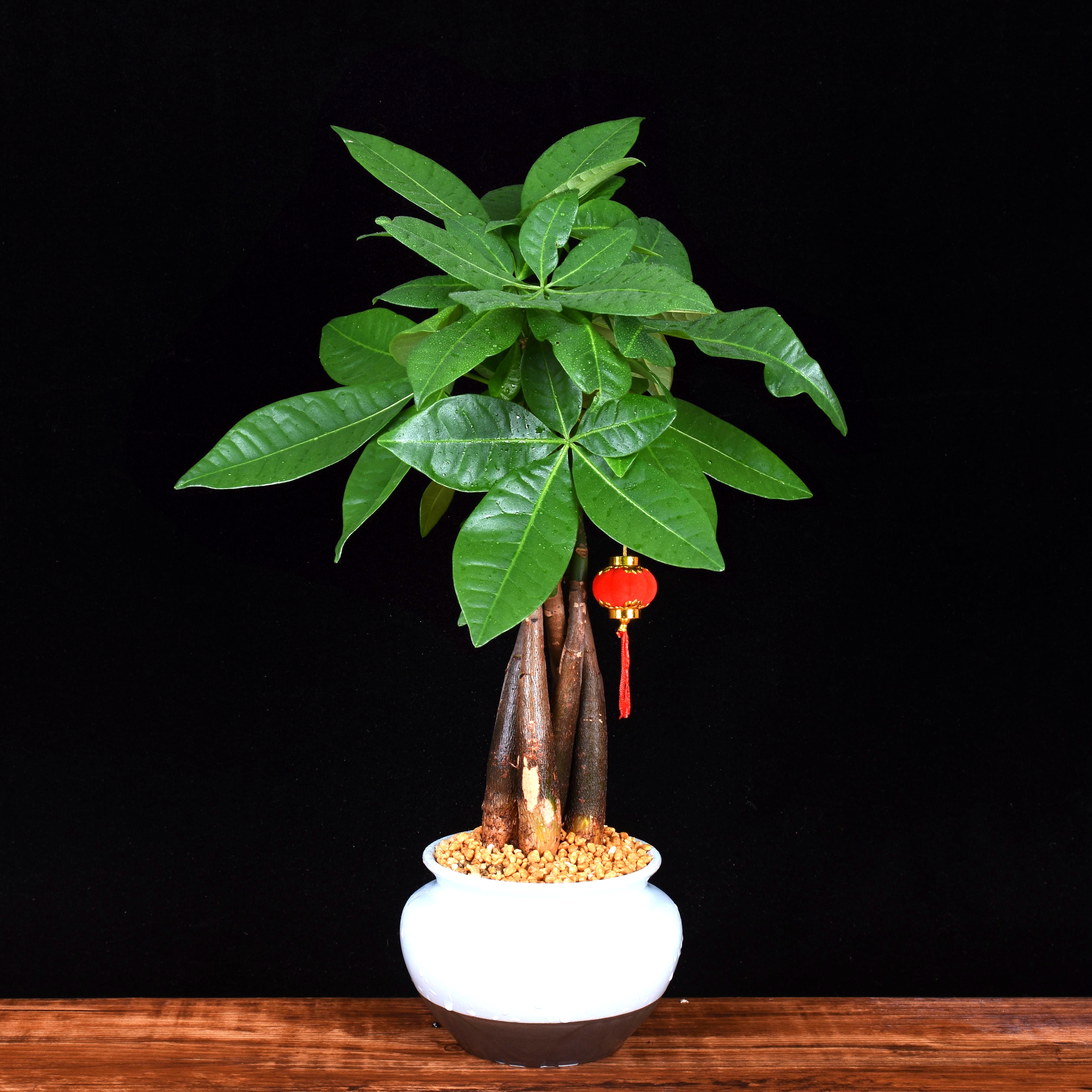 发财树爱光吗,发财树爱黄叶