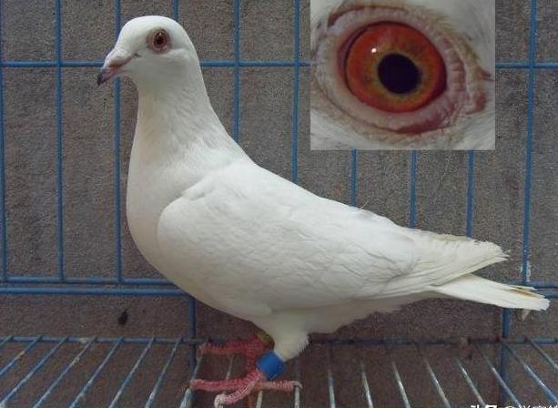 幼鸽开家不爱飞什么原因,两个月的鸽子不爱飞怎么解决