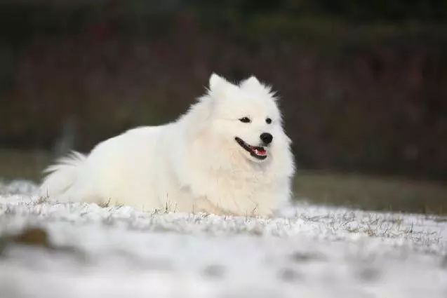 45种名犬大全,72种名犬图片附介绍